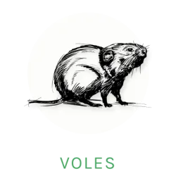 vole logo