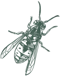 a black and white drawing of a wasp