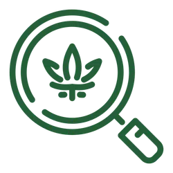 Green magnifying glass icon focusing on a stylized cannabis leaf symbol in the center.