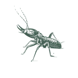 a drawing of a termite