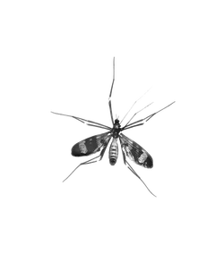 Close-up of a mosquito with patterned wings and long legs on a transparent background