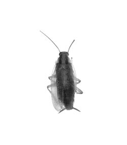 Top view of a translucent cockroach with visible wings and antennae on a black background