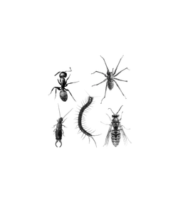 Black and white detailed illustrations of common insects and arthropods including ant, spider, earwig, centipede, and wasp.