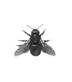 Close-up of a black bee with detailed wings and body on a transparent background.