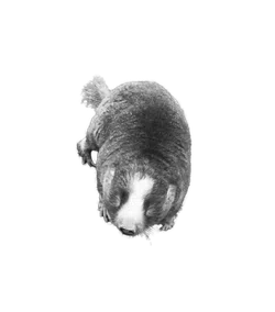 Top view of a mole with white and gray fur isolated on a black background.