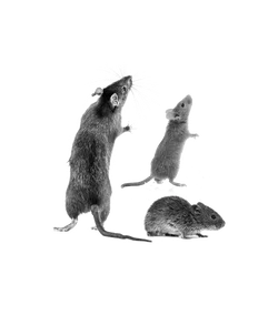 Three rats in different poses, including standing upright with whiskers visible, isolated on white background