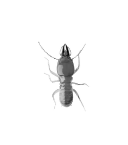 Close-up of a termite insect isolated on a black background showing detailed body and antennae features