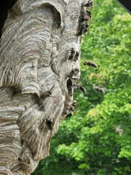 a tree trunk with a bird on it