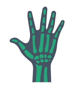 Illustration of a human hand skeleton with green bones outlined in dark blue on a transparent background