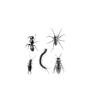 Black and white detailed illustrations of common insects and arthropods including ant, spider, earwig, centipede, and wasp.