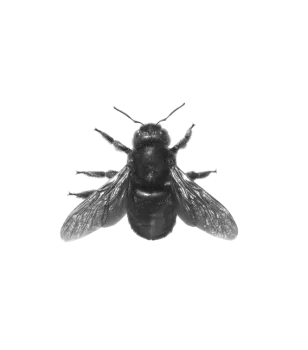 Close-up of a black bee with detailed wings and body on a transparent background.