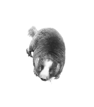 Top view of a mole with white and gray fur isolated on a black background.