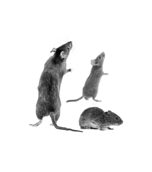 Three rats in different poses, including standing upright with whiskers visible, isolated on white background