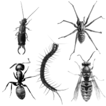 Black and white illustrations of five different insects including ant, centipede, wasp, spider, and earwig isolated on white.