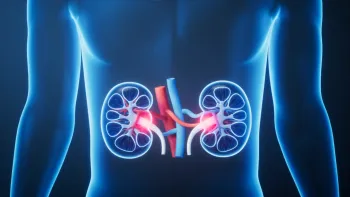 3D illustration of human kidneys highlighting renal arteries and veins with glowing effect inside the torso.