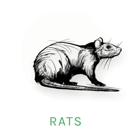 rat icon