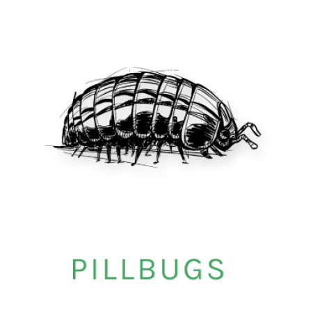 pillbug icon