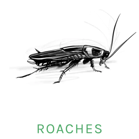 cockroach icon