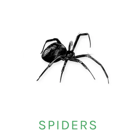 spider icon