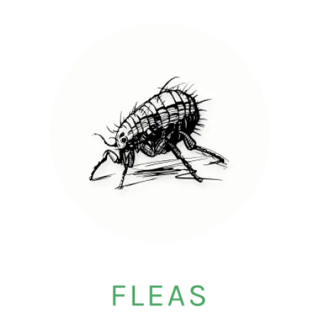 flea icon