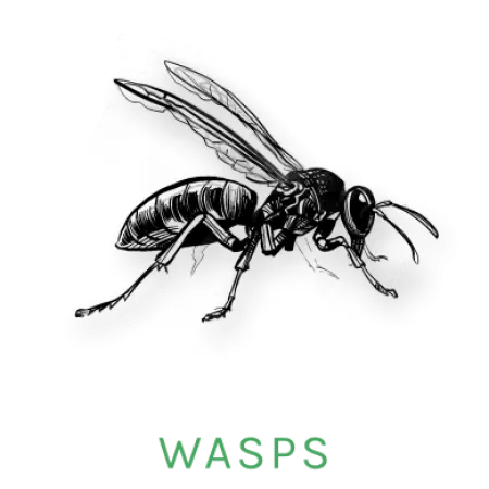 wasp icon