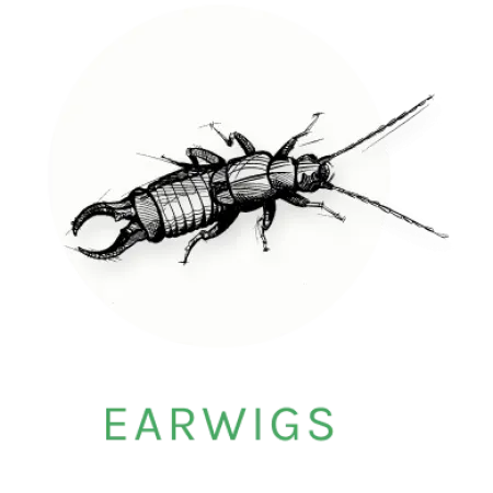 earwig icon