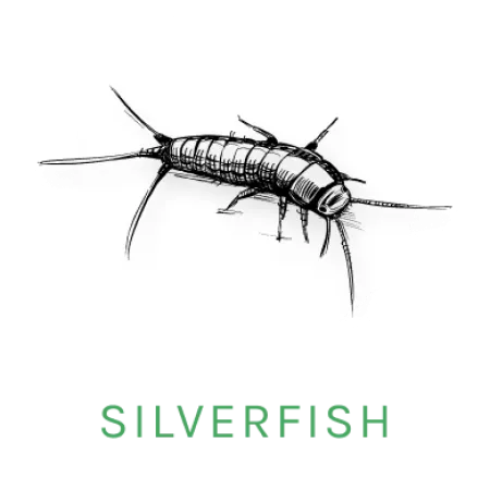 silverfish icon