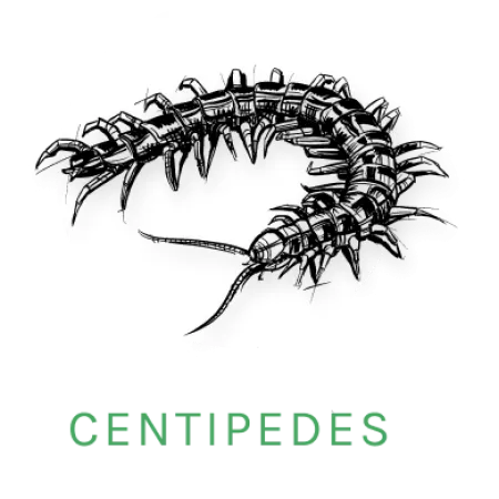 centipede icon