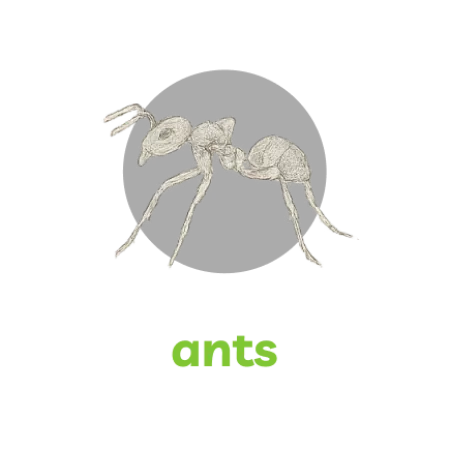 Detailed black and white sketch of an ant against a black background with green text 'ants'.