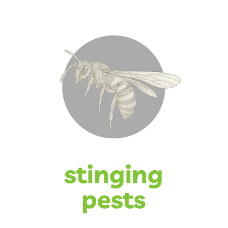 Detailed illustration of a stinging bee above green text reading 'stinging pests' on black background.