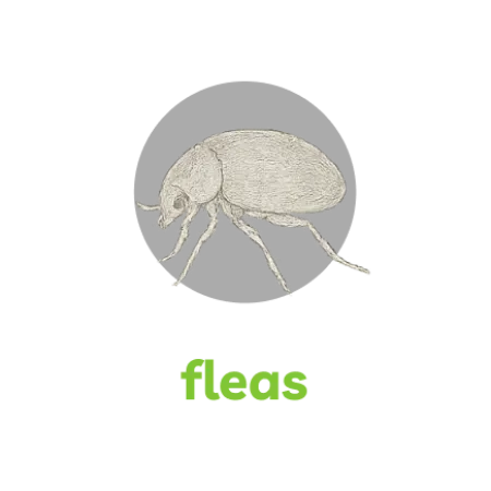 Detailed side view illustration of a flea with six legs on a black background and green text labeled fleas.