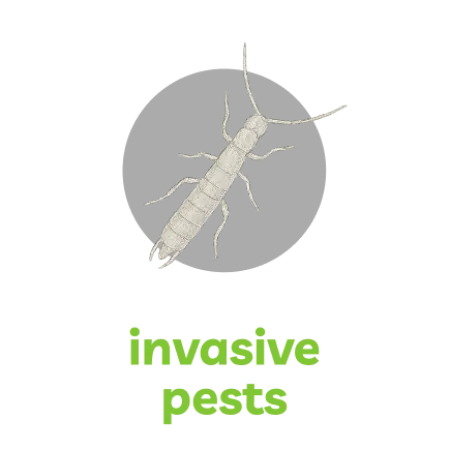Illustration of an invasive pest insect with segmented body, antennae, and legs on a black background.