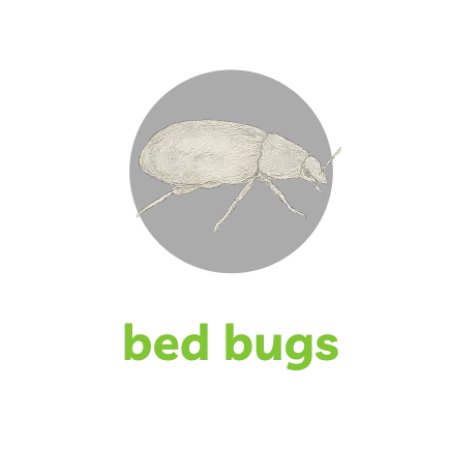 Detailed sketch of a bed bug on black background with green text caption bed bugs below.