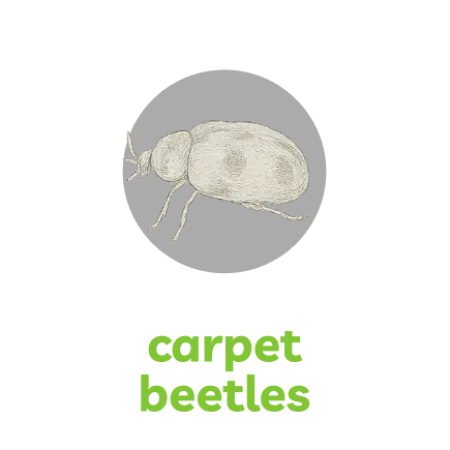 Detailed pencil sketch of a carpet beetle with oval body and distinct legs on a black background.