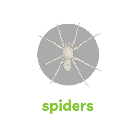 Detailed white spider illustration above bold green text spelling spiders on a black background.