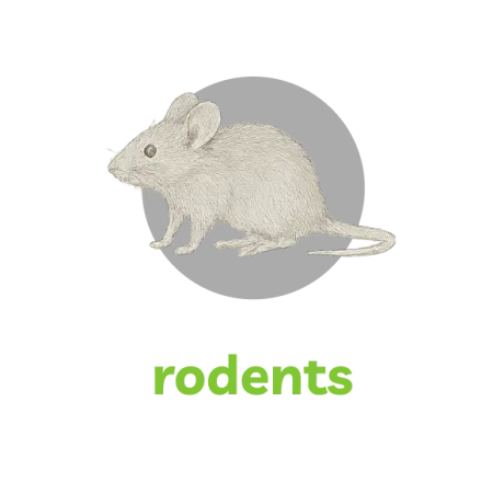 Detailed drawing of a gray mouse rodent on a black background with the word rodents in green below.