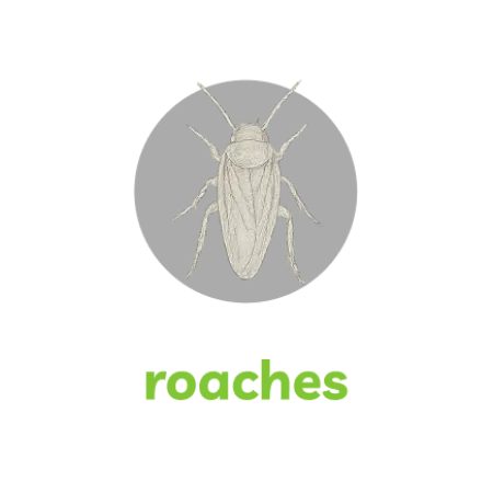 Detailed illustration of a roach insect with six legs and antennae on a black background.