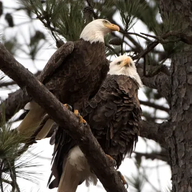 Berry College Eagles sitting in a Tree