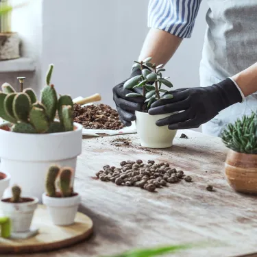 Gardener plants succulent on a table for Berry Alumni Plant Party