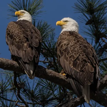 two bald eagles sitting on a tree