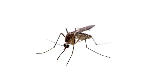 mosquito