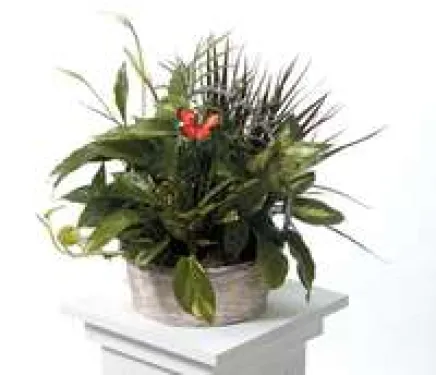 a close up of a plant
