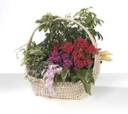 a close up of some flowers
