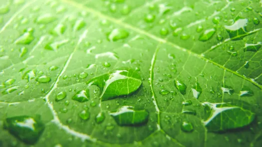 a close up of a green leaf