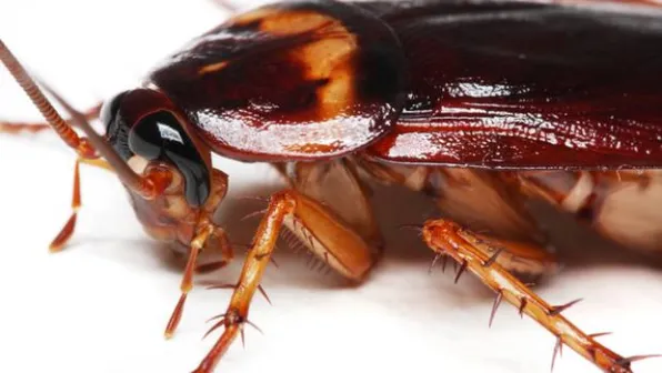 a close up of a roach