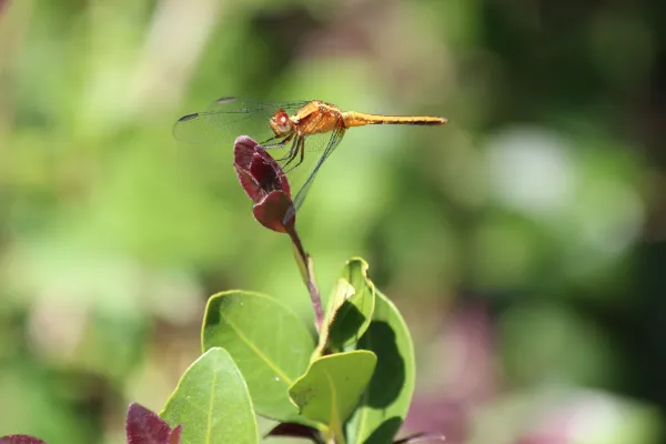 A flying pest, Effective Charlotte Pest Control services offering thorough Carolina Pest Inspections, ensuring comprehensive Pest Control services tailored to your needs.