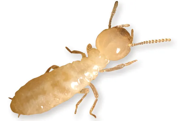 Reticulitermes flavipes Termites, Atlanta Pest Control, Pest Control Services in Georgia, Termites, Termite Inspections Atlanta