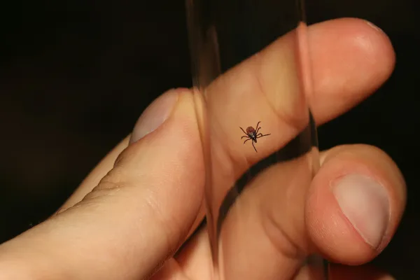 Effective Pest Control services offering thorough Pest Inspections in the Carolinas, ensuring comprehensive Pest Control services tailored to your needs.