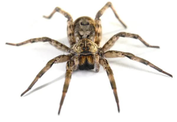 a close up of a spider