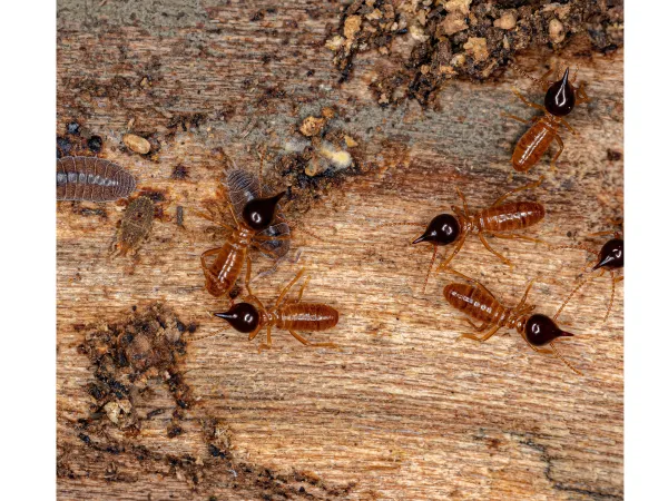 Nasutitermes Corniger Termites, Atlanta Pest Control, Pest Control Services in Georgia, Termites, Termite Inspections Atlanta